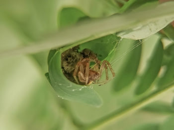 Close-up of spider on leaf