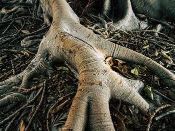 Close-up of roots on tree trunk