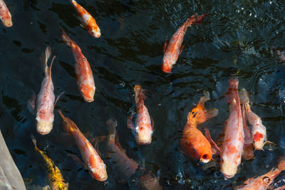 High angle view of koi fish in lake