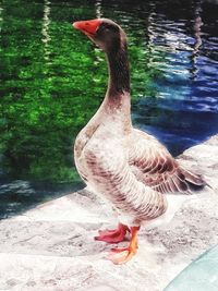 Close-up of a duck