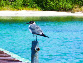 Bird perching on tree by sea