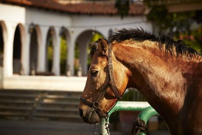 Close-up of horse in ranch