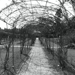 Footpath along trees