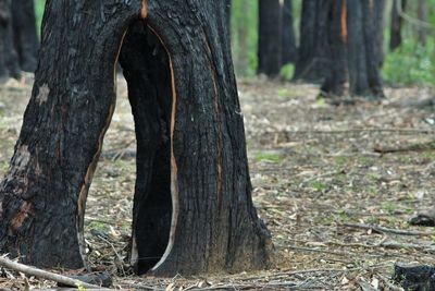 Tree trunk in forest