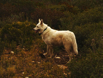 Side view of white shepherd amidst plants