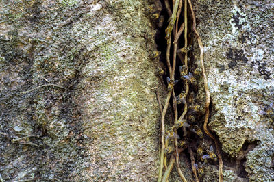 Close-up of moss on tree trunk