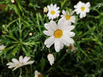 Close-up of white flowering plant on field