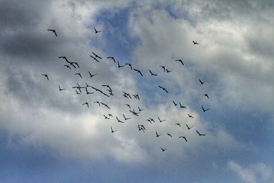 Low angle view of birds against cloudy sky