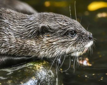 The asian small-clawed otter 