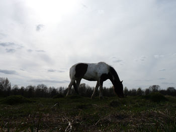 Horse grazing in a field