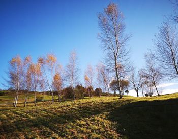 Trees on field against blue sky