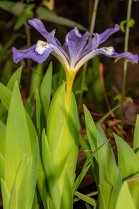 plant