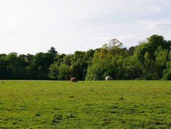 View of sheep grazing on grassy field