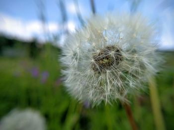 Close-up of dandelion flower