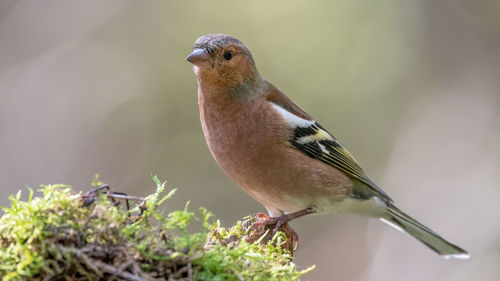 Close-up of a bird