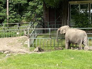 View of elephant in zoo