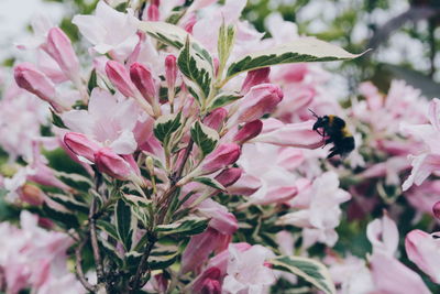 Close-up of bee on pink flowers