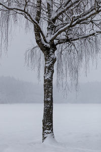 Bare tree on snow covered land