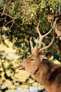 Close-up of deer in forest