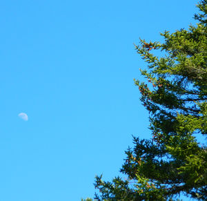 Low angle view of trees against blue sky