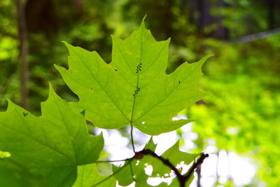 Close-up of green leaves