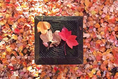 Close-up of maple leaves fallen on tree during autumn