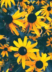 Yellow flowers blooming outdoors