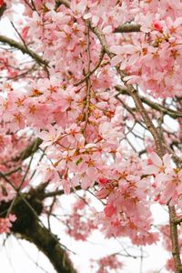 Low angle view of pink flowers
