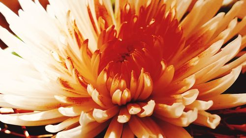 Close-up of white daisy flower