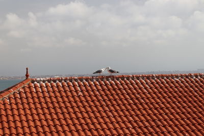Seagull perching on roof against cloudy sky