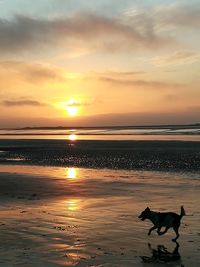 View of dog on beach against sky during sunset