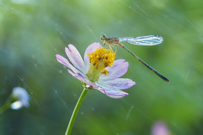 Close-up of damselfly on purple flower