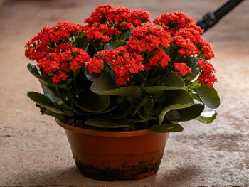 Close-up of red flower pot on table