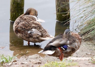 Ducks on a lake