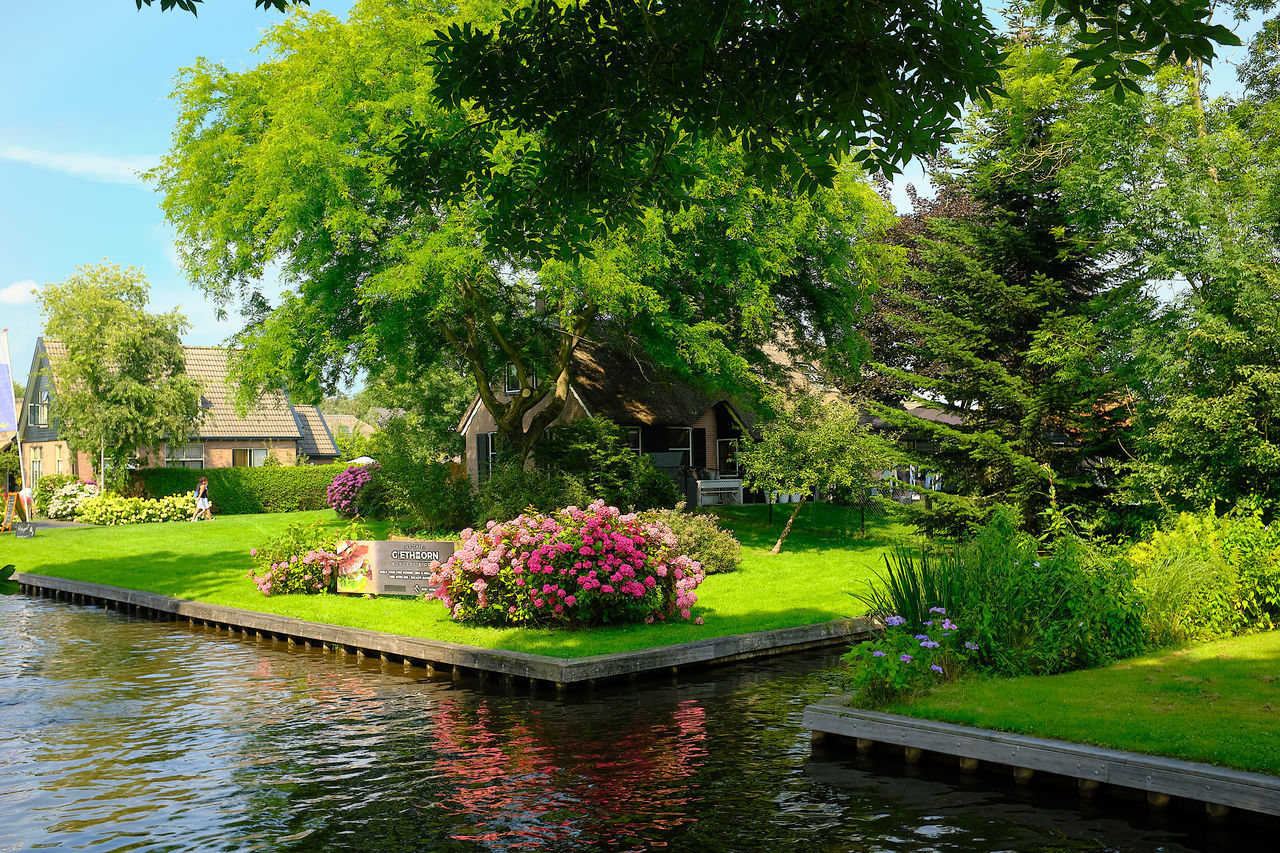 PLANTS BY LAKE IN PARK