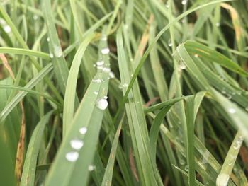 Close-up of green leaves