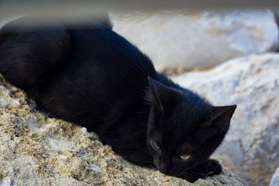 High angle view of cat