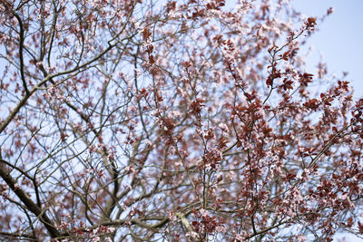 Low angle view of cherry blossom tree