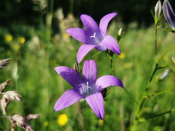 Close-up of purple flowering plant