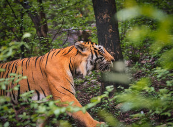 Portrait of a tiger in ranthambhore national park