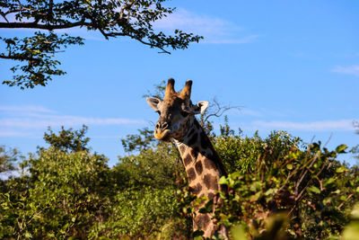 Low angle view of giraffe on tree against sky