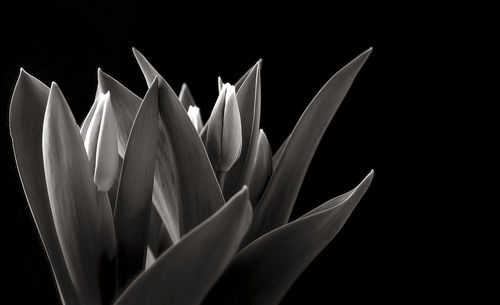 Close-up of flowers against black background