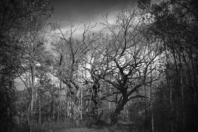 Bare trees in forest against sky