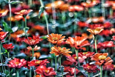 Close-up of red flowering plants