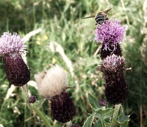 Close-up of insect on purple flower