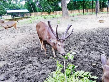 Deer in a field