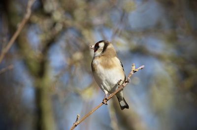 Close-up of a goldfinch perching on branch