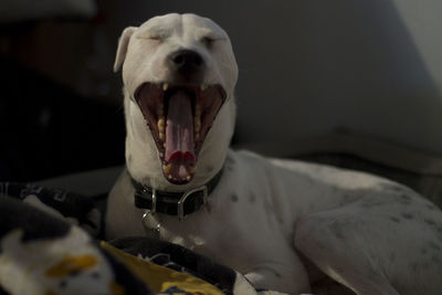 Close-up of a dog yawning