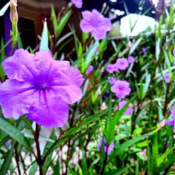 Close-up of purple flowering plants