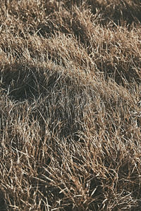 Full frame shot of wheat field